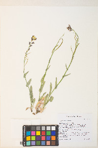 Streptanthus cordatus var. cordatus image