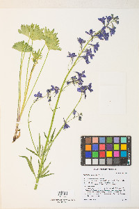 Delphinium polycladon image