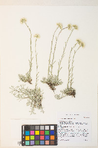 Antennaria rosea subsp. rosea image