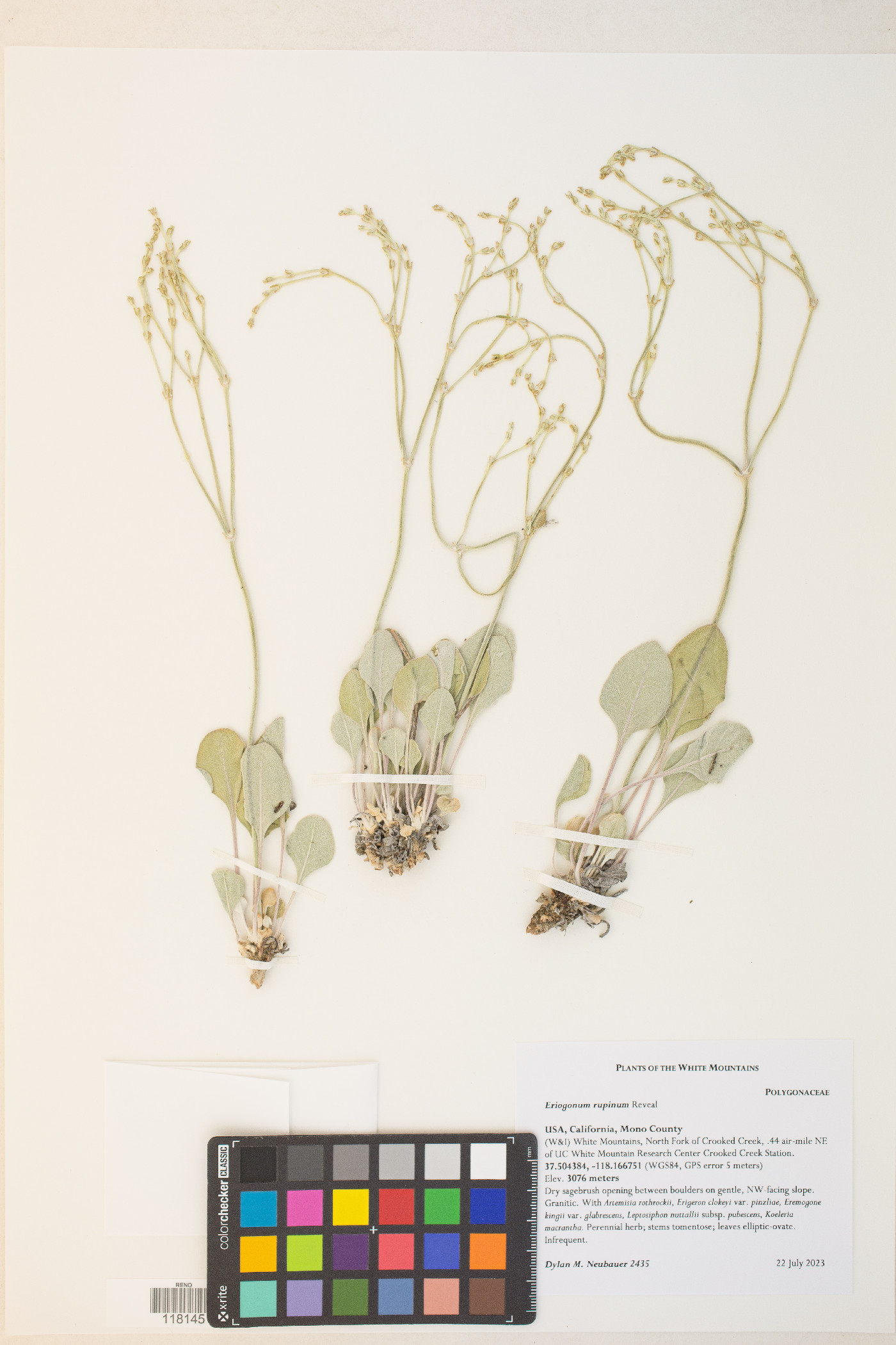 Eriogonum rupinum image