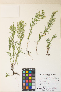 Symphyotrichum ericoides image