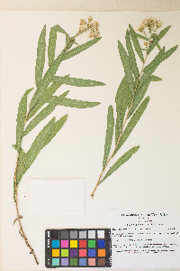 Herrickia glauca image