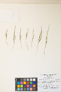 Polygonum douglasii image