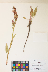 Rumex paucifolius image