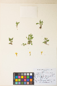 Erythranthe moschata image