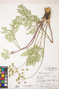 Lomatium multifidum image