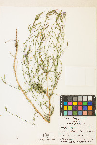 Epilobium brachycarpum image