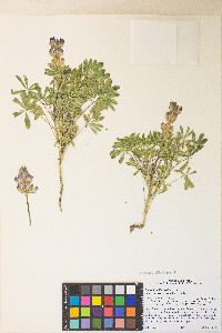 Lupinus subvexus var. subvexus image