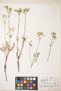 Lomatium nevadense var. nevadense image
