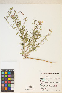 Oenothera pallida var. pallida image