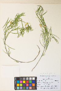 Lathyrus lanszwertii var. pallescens image