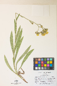 Hieracium scouleri image