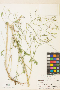 Epilobium brachycarpum image