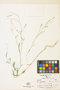 Epilobium brachycarpum image