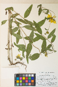 Helianthella quinquenervis image