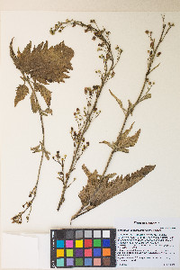 Scrophularia californica image