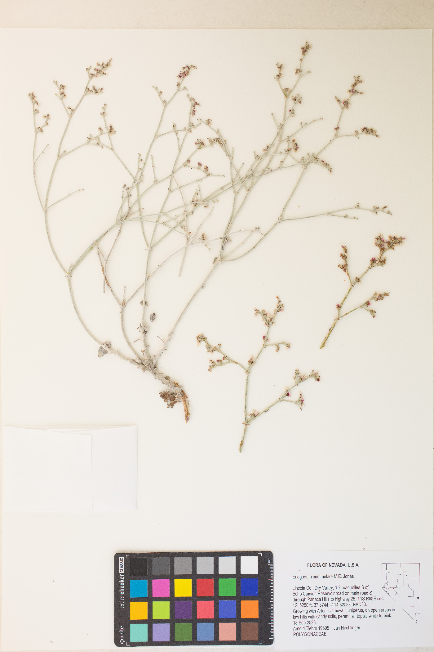 Eriogonum nummulare image