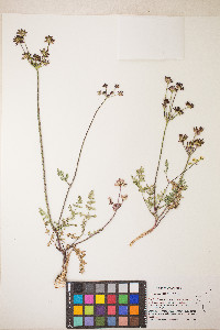 Lomatium cous image