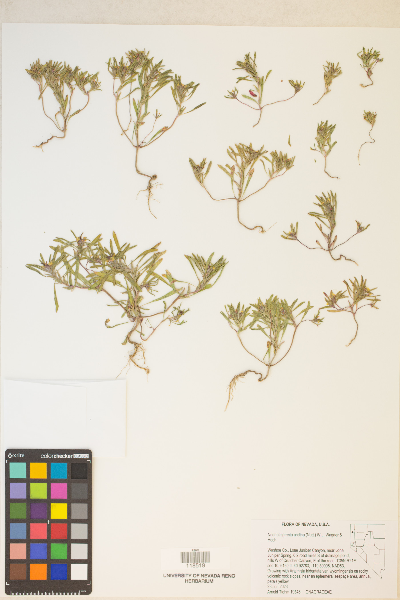 Neoholmgrenia andina image