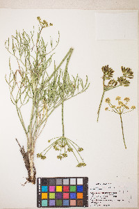 Lomatium brevifolium image