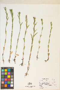 Epilobium saximontanum image