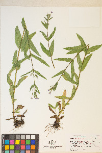 Epilobium saximontanum image