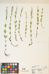 Epilobium glaberrimum var. fastigiatum image