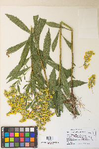 Solidago lepida var. salebrosa image