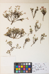 Eriogonum microtheca var. lapidicola image