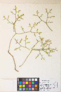 Eriogonum heermannii var. humilius image