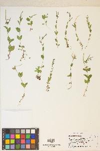 Epilobium oregonense image