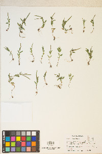 Epilobium halleanum image