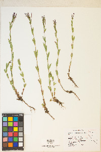 Epilobium glaberrimum var. fastigiatum image