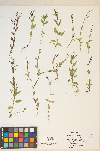 Epilobium oregonense image