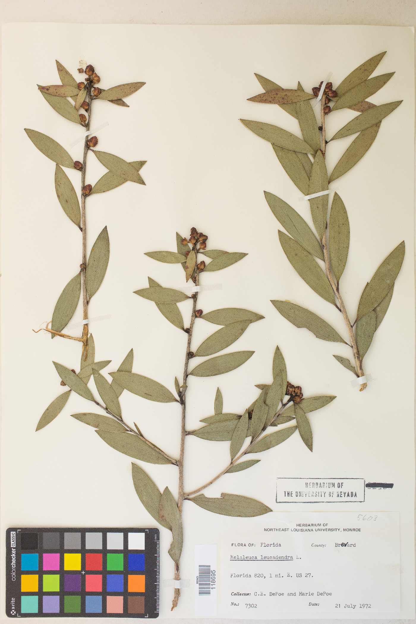 Melaleuca quinquenervia image