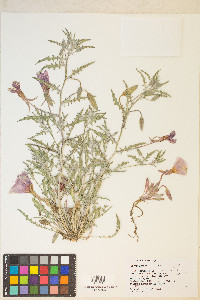 Oenothera californica var. californica image