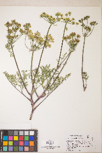 Lomatium vaginatum image