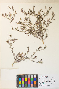 Cordylanthus kingii var. helleri image