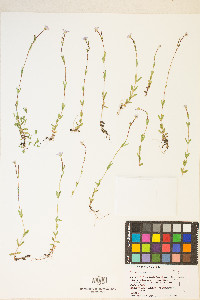 Epilobium oregonense image