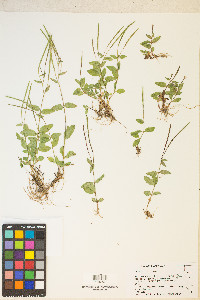 Epilobium halleanum image