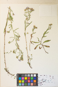 Symphyotrichum ascendens image