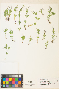 Epilobium anagallidifolium image