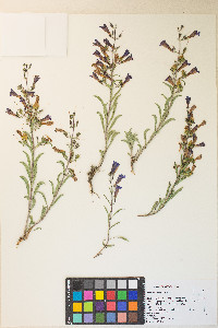 Penstemon kingii image