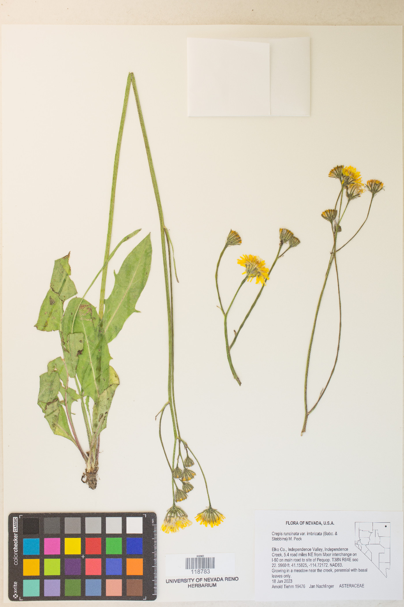 Crepis runcinata var. imbricata image