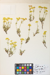 Eriogonum sphaerocephalum var. sphaerocephalum image
