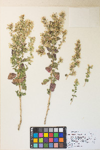 Brickellia californica image