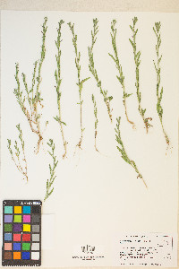 Epilobium torreyi image