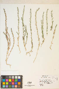 Epilobium torreyi image