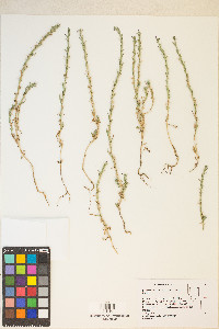 Epilobium torreyi image