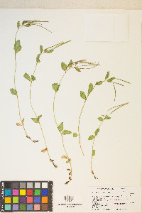 Epilobium oregonense image